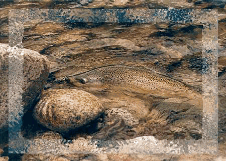 Welcome to Motueka River Lodge 